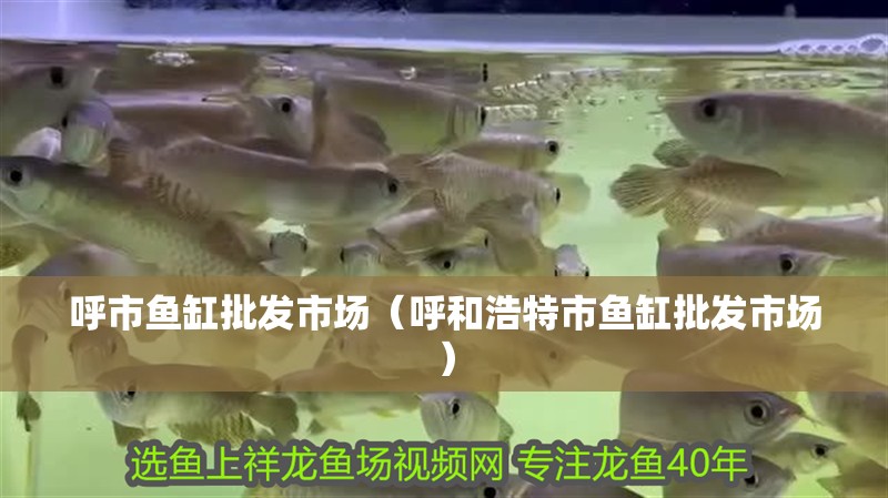 呼市魚缸批發市場（呼和浩特市魚缸批發市場）