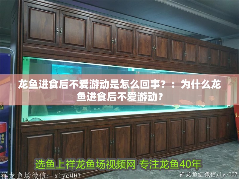 龍魚進食后不愛游動是怎么回事？：為什么龍魚進食后不愛游動？