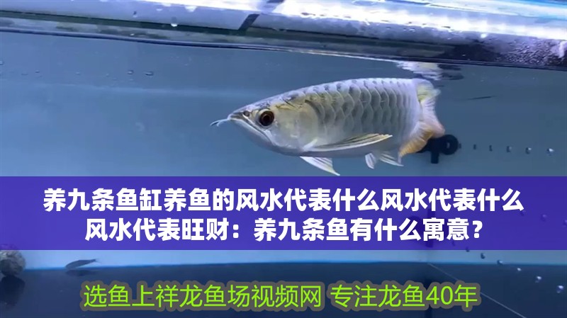 養(yǎng)九條魚缸養(yǎng)魚的風(fēng)水代表什么風(fēng)水代表什么風(fēng)水代表旺財：養(yǎng)九條魚有什么寓意？