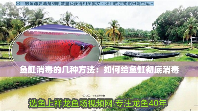 魚缸消毒的幾種方法：如何給魚缸徹底消毒