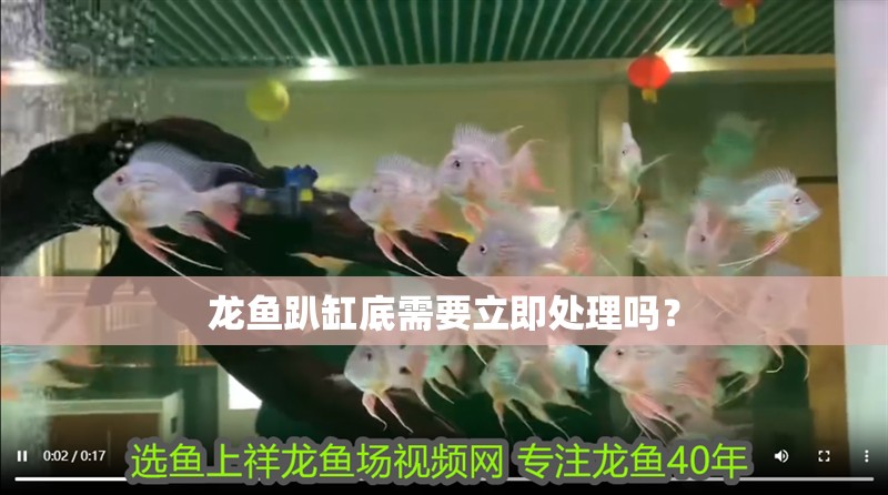 龍魚趴缸底需要立即處理嗎？