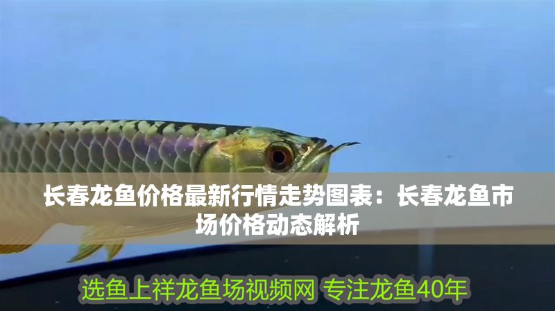 長春龍魚價格最新行情走勢圖表：長春龍魚市場價格動態解析