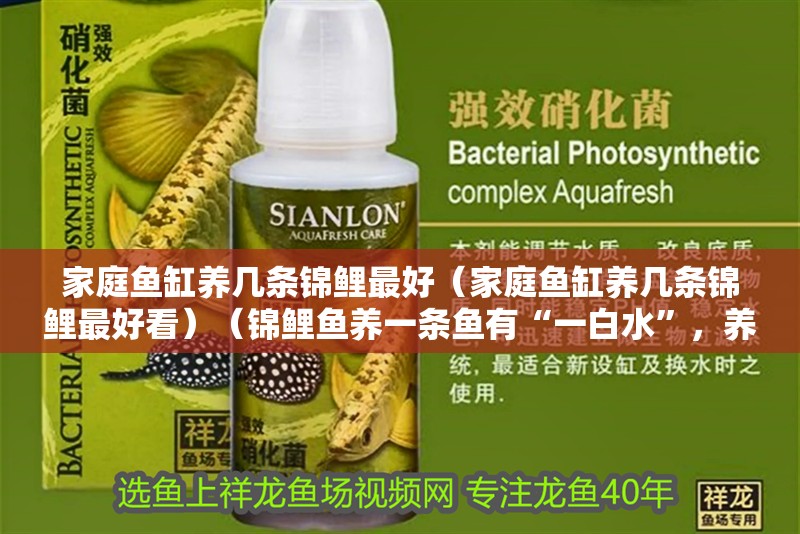 家庭魚缸養幾條錦鯉最好（家庭魚缸養幾條錦鯉最好看）（錦鯉魚養一條魚有“一白水”，養幾條好一般來說，寓意旺財）