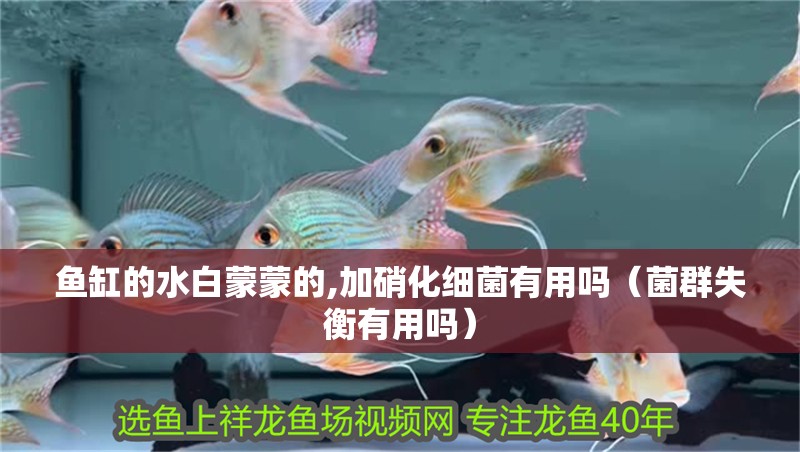 魚(yú)缸的水白蒙蒙的,加硝化細(xì)菌有用嗎（菌群失衡有用嗎）