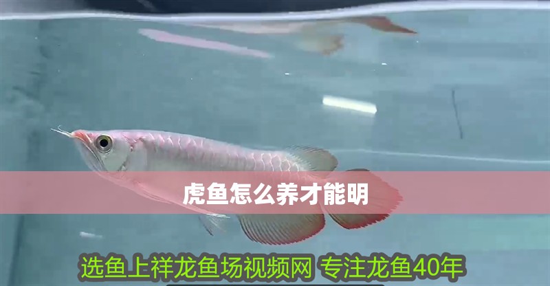 虎魚怎么養(yǎng)才能明
