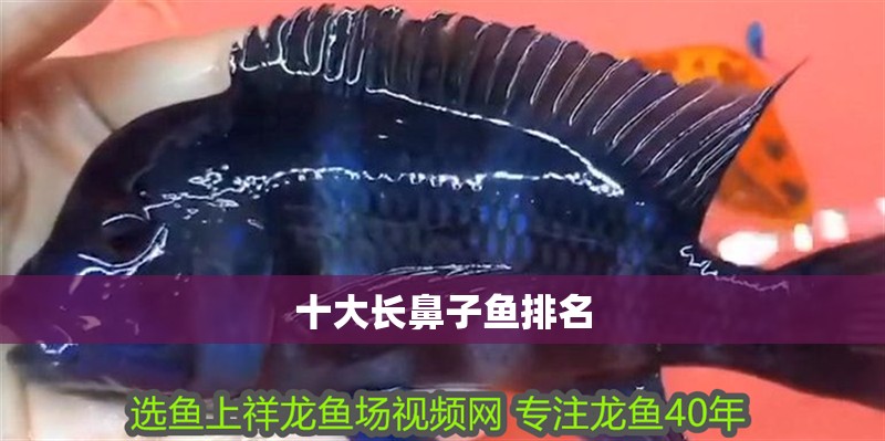 龍魚干蝦有營養嗎 十大長鼻子魚排名 龍魚論壇 十大長鼻子魚排名 十大長鼻子魚排名 龍魚論壇