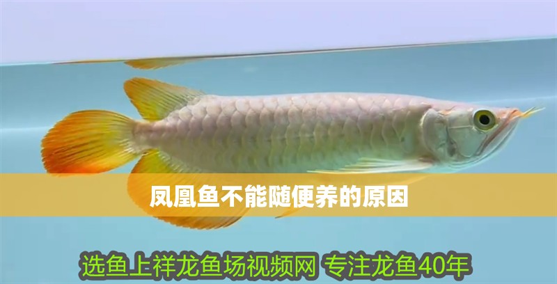 鳳凰魚不能隨便養(yǎng)的原因