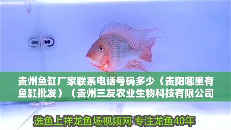 龍魚干蝦有營養嗎 貴州魚缸廠家聯系電話號碼多少(貴陽哪里有魚缸批發)(貴州三友農業生物科技有限公司在愛企查共有6條聯系方式) 魚缸百科 貴州魚缸廠家聯系電話號碼多少(貴陽哪里有魚缸批發)(貴州三友農業生物科技有限公司在愛企查共有6條聯系方式) 貴州魚缸廠家聯系電話號碼多少(貴陽哪里有魚缸批發)(貴州三友農業生物科技有限公司在愛企查共有6條聯系方式) 魚缸百科