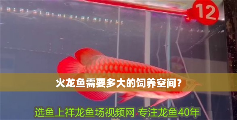 火龍魚需要多大的飼養(yǎng)空間？