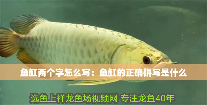 魚缸兩個字怎么寫：魚缸的正確拼寫是什么