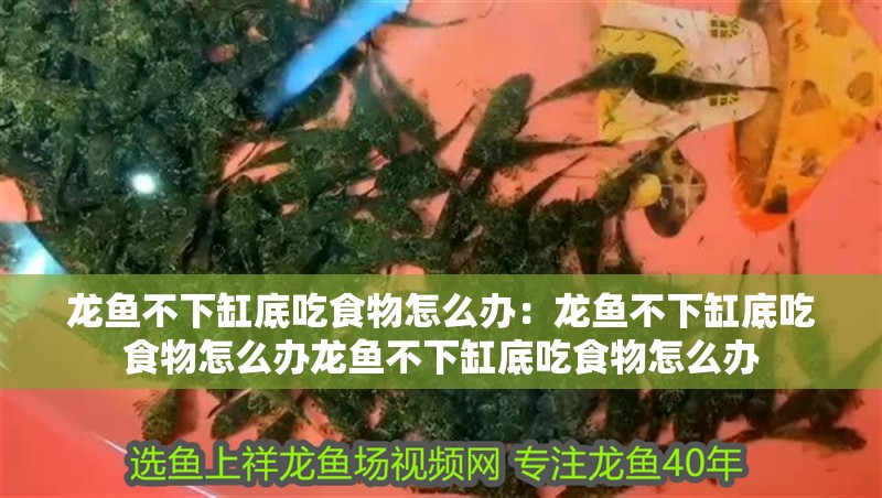 龍魚不下缸底吃食物怎么辦：龍魚不下缸底吃食物怎么辦龍魚不下缸底吃食物怎么辦
