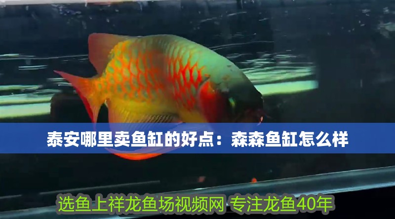 泰安哪里賣魚缸的好點：森森魚缸怎么樣