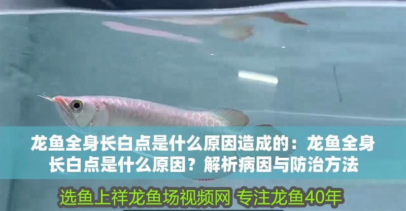 龍魚全身長白點是什么原因造成的：龍魚全身長白點是什么原因？解析病因與防治方法