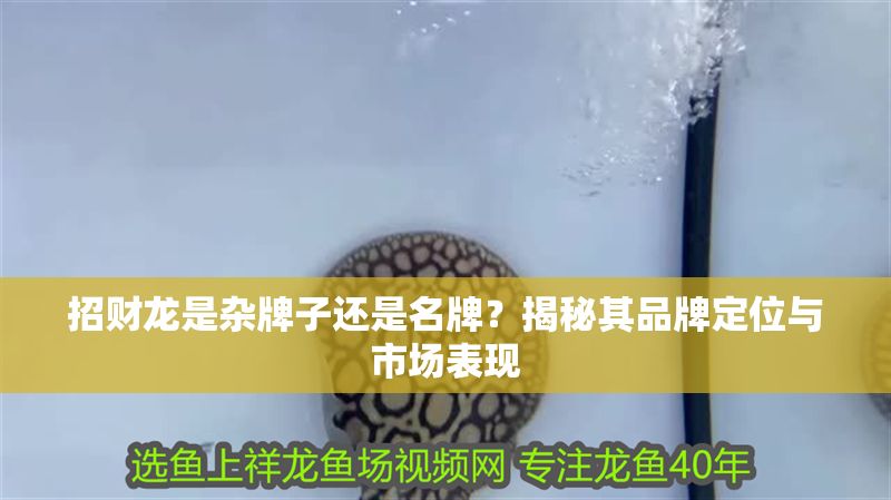 招財龍是雜牌子還是名牌？揭秘其品牌定位與市場表現