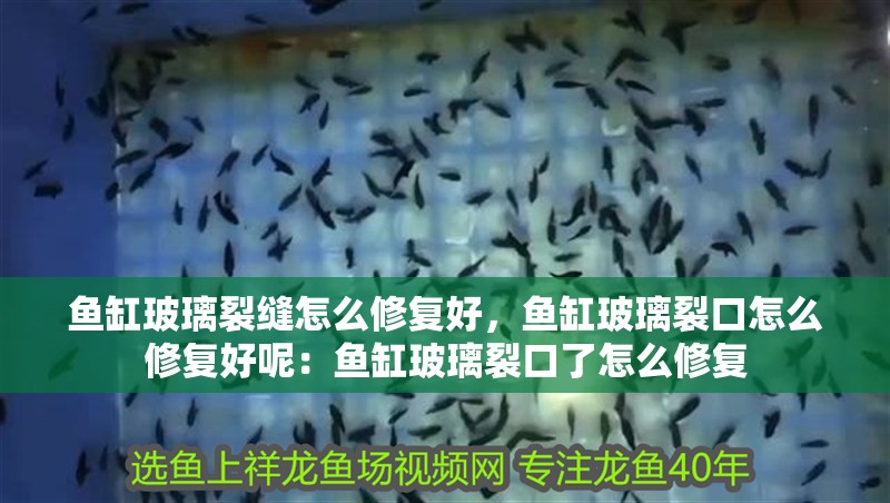 魚缸玻璃裂縫怎么修復好，魚缸玻璃裂口怎么修復好呢：魚缸玻璃裂口了怎么修復