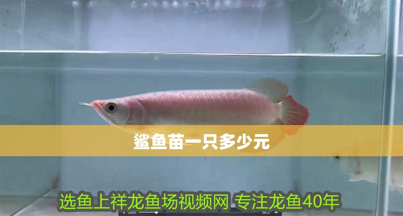 鯊魚苗一只多少元