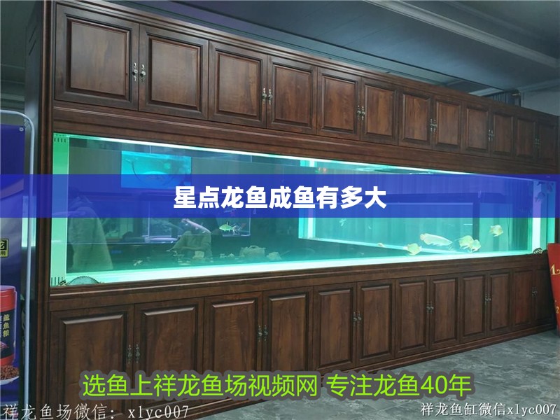 星點龍魚成魚有多大