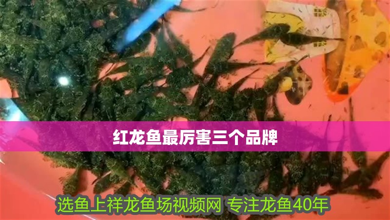 紅龍魚最厲害三個品牌