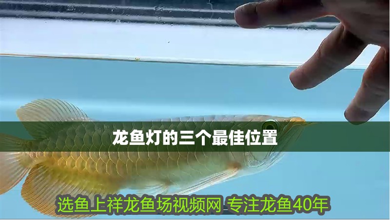 龍魚燈的三個最佳位置