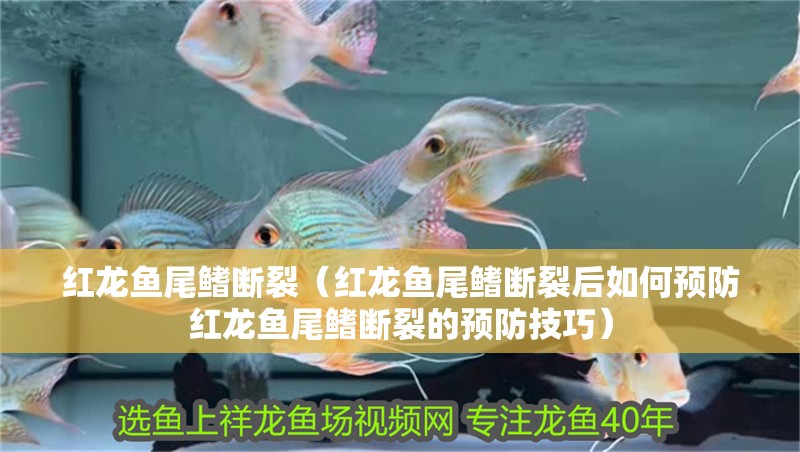 紅龍魚(yú)尾鰭斷裂（紅龍魚(yú)尾鰭斷裂后如何預(yù)防紅龍魚(yú)尾鰭斷裂的預(yù)防技巧）