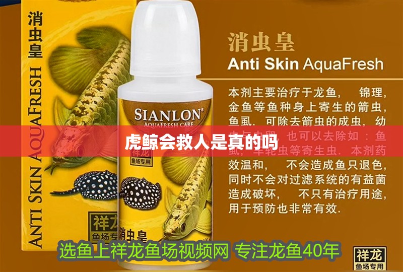 虎鯨會救人是真的嗎