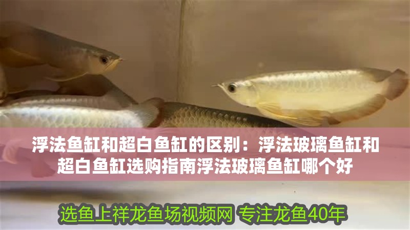 浮法魚缸和超白魚缸的區別：浮法玻璃魚缸和超白魚缸選購指南浮法玻璃魚缸哪個好