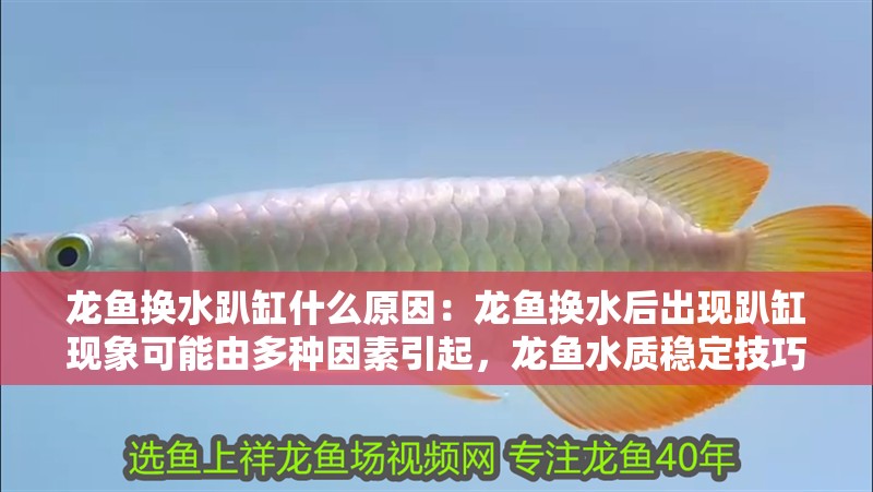 龍魚換水趴缸什么原因：龍魚換水后出現(xiàn)趴缸現(xiàn)象可能由多種因素引起，龍魚水質(zhì)穩(wěn)定技巧分享