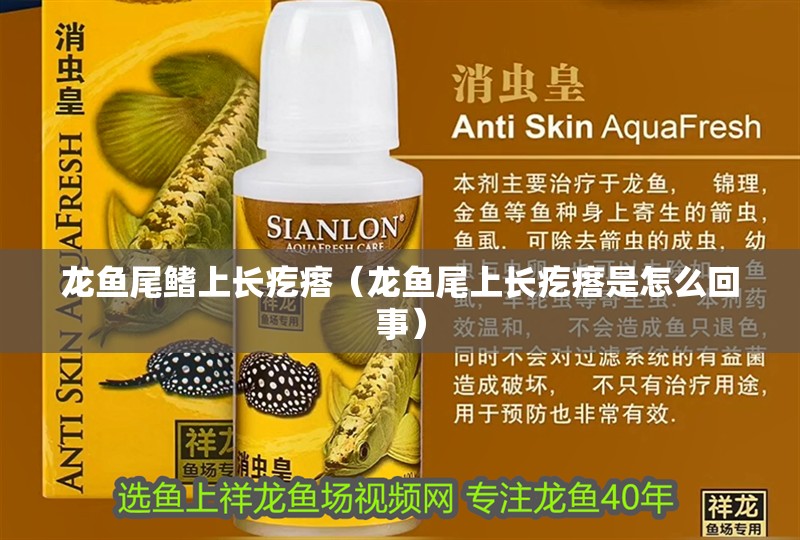 詳細閱讀:龍魚尾鰭上長疙瘩(龍魚尾上長疙瘩是怎么回事) 龍魚尾鰭上長疙瘩(龍魚尾上長疙瘩是怎么回事)