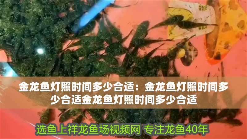 金龍魚燈照時間多少合適：金龍魚燈照時間多少合適金龍魚燈照時間多少合適