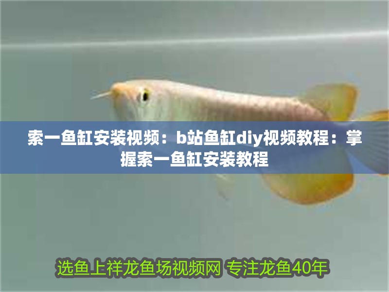 索一魚缸安裝視頻：b站魚缸diy視頻教程：掌握索一魚缸安裝教程