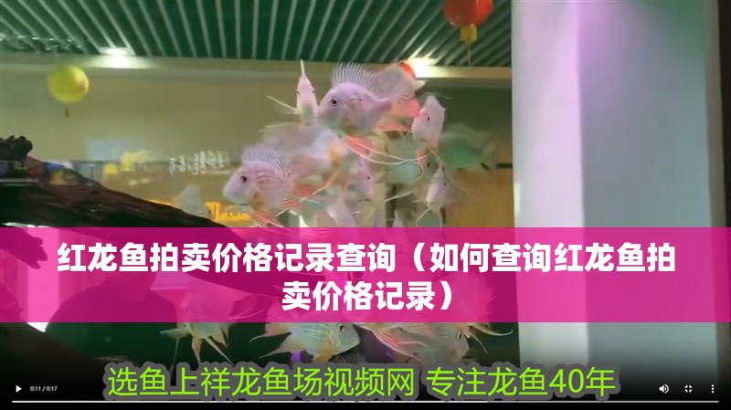 紅龍魚拍賣價(jià)格記錄查詢（如何查詢紅龍魚拍賣價(jià)格記錄）