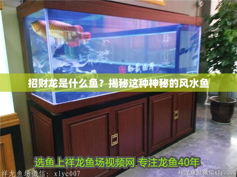 招財龍是什么魚？揭秘這種神秘的風水魚