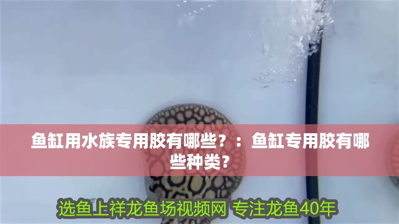 魚缸用水族專用膠有哪些？：魚缸專用膠有哪些種類？