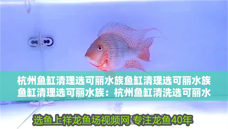 杭州魚缸清理選可麗水族魚缸清理選可麗水族魚缸清理選可麗水族：杭州魚缸清洗選可麗水族最佳