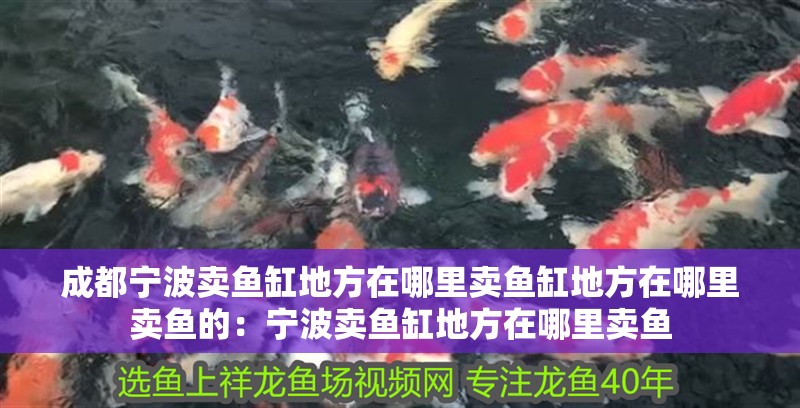 成都寧波賣魚缸地方在哪里賣魚缸地方在哪里賣魚的：寧波賣魚缸地方在哪里賣魚