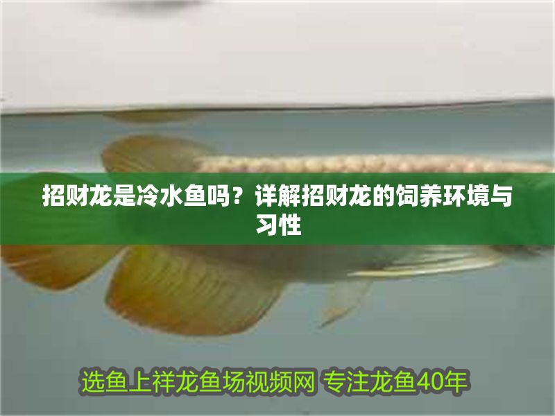 招財龍是冷水魚嗎?詳解招財龍的飼養環境與習性 龍魚百科 第1張 招財龍是冷水魚嗎?詳解招財龍的飼養環境與習性 招財龍是冷水魚嗎?詳解招財龍的飼養環境與習性 龍魚百科 第1張