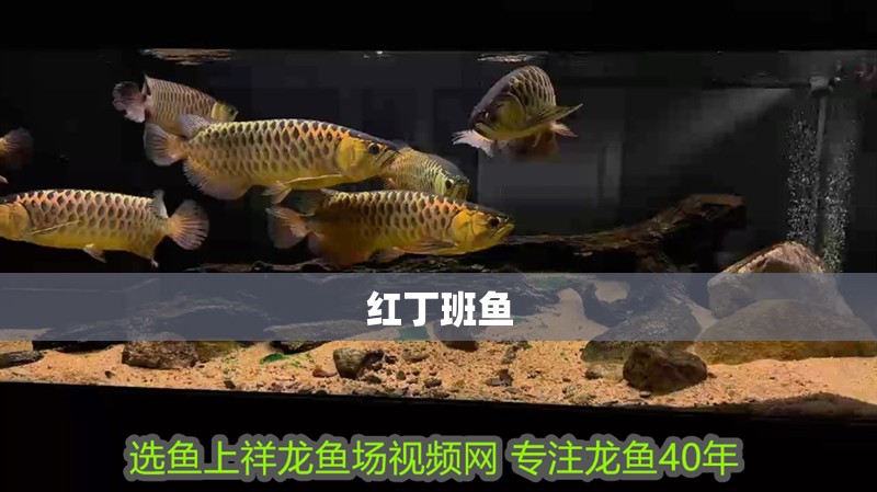 紅丁班魚