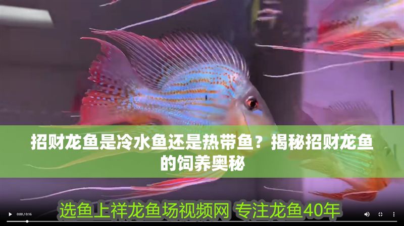 招財龍魚是冷水魚還是熱帶魚？揭秘招財龍魚的飼養(yǎng)奧秘