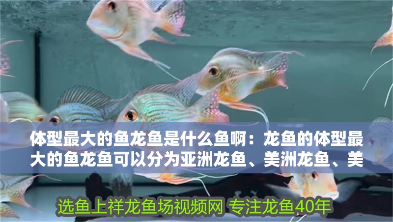 體型最大的魚龍魚是什么魚啊：龍魚的體型最大的魚龍魚可以分為亞洲龍魚、美洲龍魚、美洲龍魚