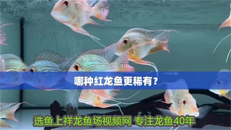 哪種紅龍魚更稀有？