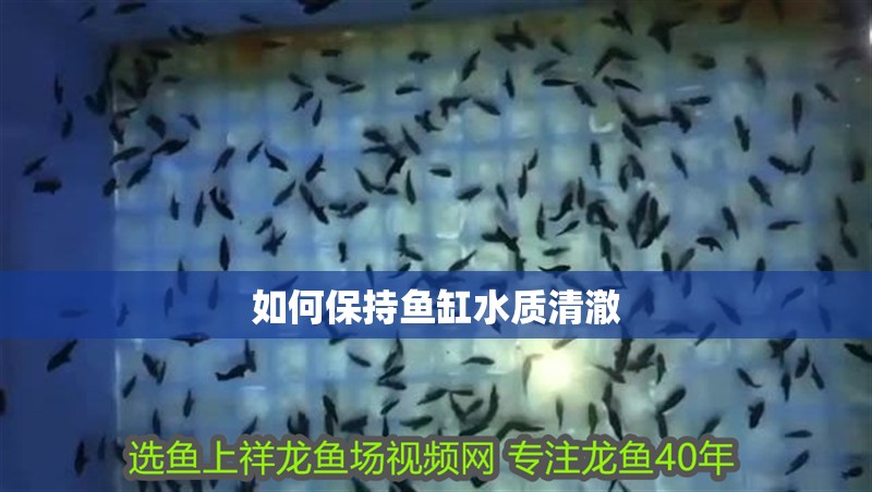 如何保持魚(yú)缸水質(zhì)清澈
