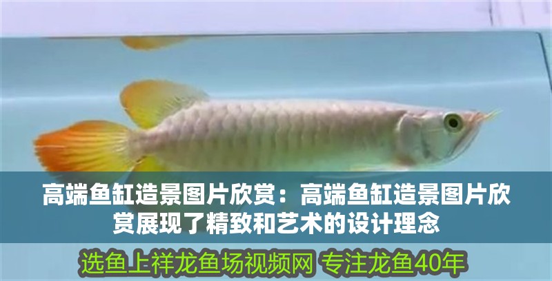 高端魚缸造景圖片欣賞：高端魚缸造景圖片欣賞展現了精致和藝術的設計理念