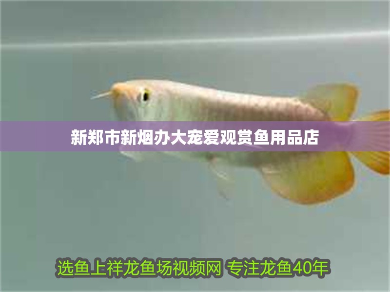 新鄭市新煙辦大寵愛觀賞魚用品店