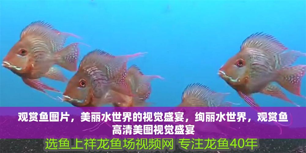 觀賞魚圖片，美麗水世界的視覺盛宴，絢麗水世界，觀賞魚高清美圖視覺盛宴