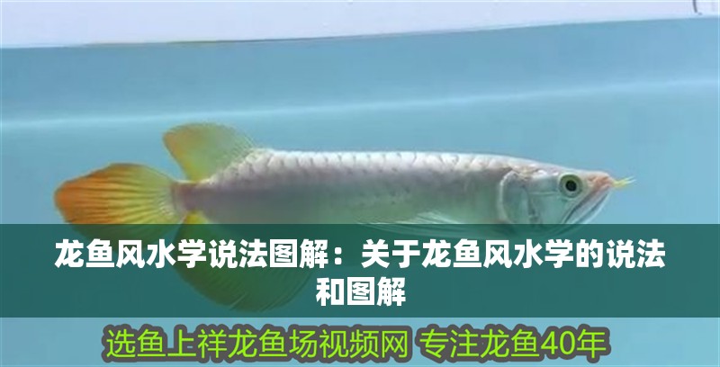 龍魚風水學說法圖解：關于龍魚風水學的說法和圖解