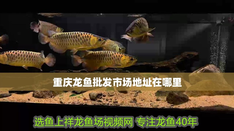 重慶龍魚批發市場地址在哪里 重慶龍魚批發市場地址在哪里 龍魚百科