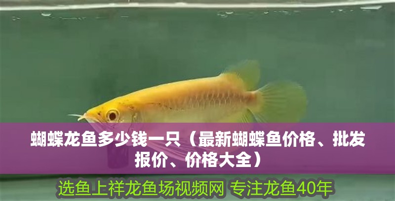 蝴蝶龍魚多少錢一只（最新蝴蝶魚價格、批發報價、價格大全）