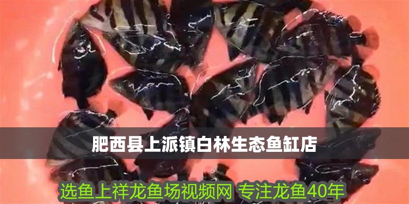 肥西縣上派鎮白林生態魚缸店