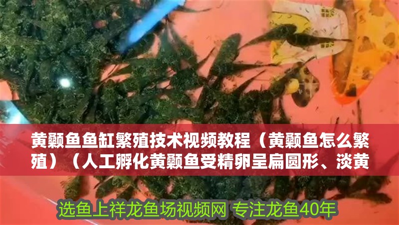 什么魚能和龍魚、虎魚混養(龍魚能和虎魚混養嗎) 黃顙魚魚缸繁殖技術視頻教程(黃顙魚怎么繁殖)(人工孵化黃顙魚受精卵呈扁圓形、淡黃色,卵徑2毫米左右) 魚缸百科 黃顙魚魚缸繁殖技術視頻教程(黃顙魚怎么繁殖)(人工孵化黃顙魚受精卵呈扁圓形、淡黃色,卵徑2毫米左右) 黃顙魚魚缸繁殖技術視頻教程(黃顙魚怎么繁殖)(人工孵化黃顙魚受精卵呈扁圓形、淡黃色,卵徑2毫米左右) 魚缸百科