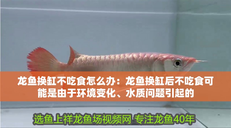 龍魚換缸不吃食怎么辦：龍魚換缸后不吃食可能是由于環境變化、水質問題引起的
